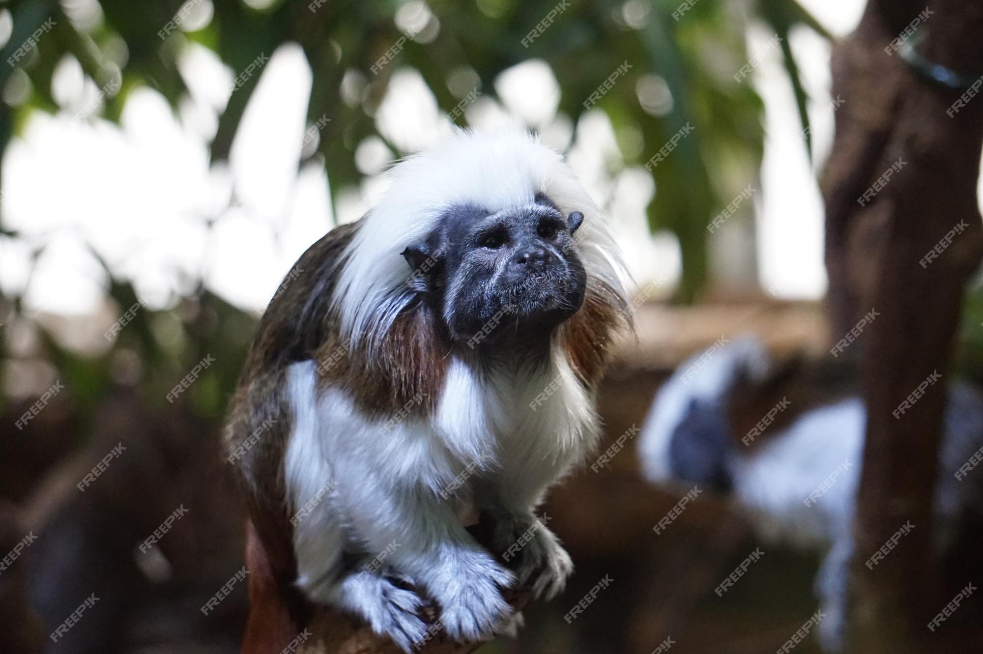 Foto de Macacodetufosbrancos e mais fotos de stock de Macaco - Macaco,  Sagui, Fundo Branco - iStock