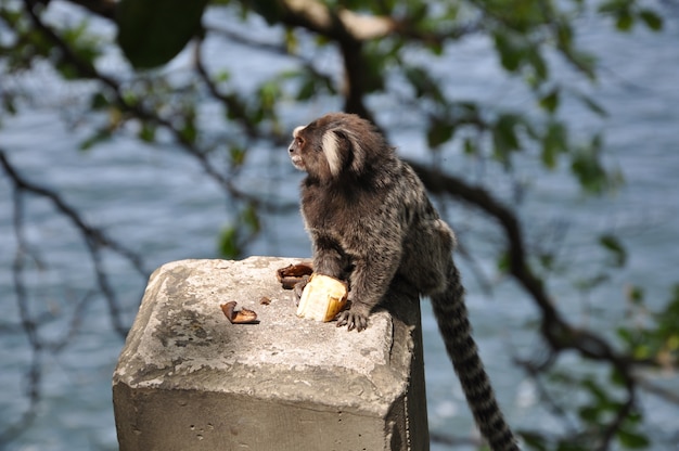 Macaco sagui em estado selvagem no rio de janeiro brasil