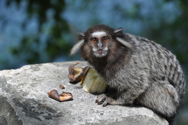 Macaco sagui em estado selvagem no rio de janeiro brasil