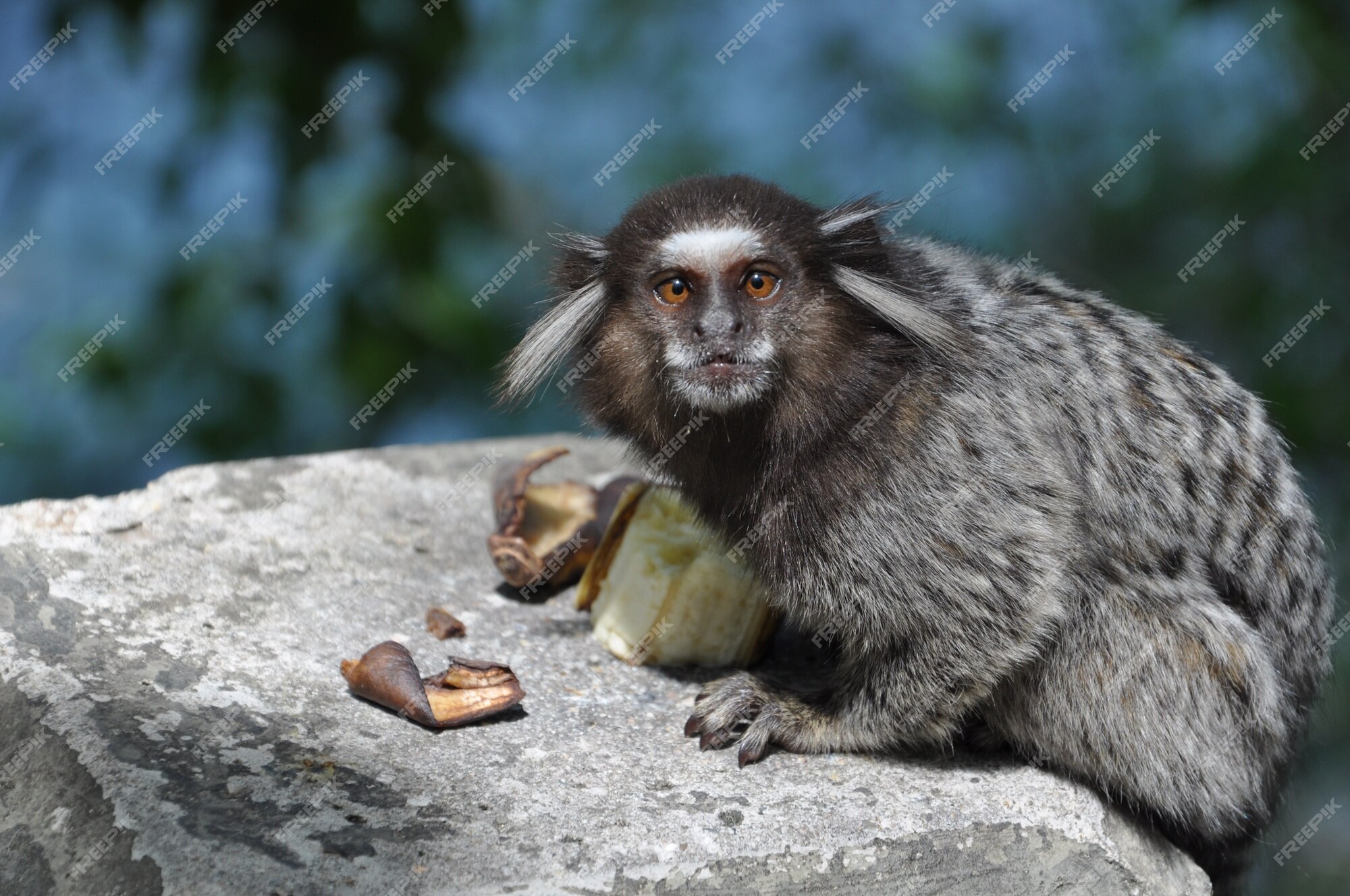 Morador de Ubatuba (SP) faz sessão de fotos com macacos saguis e