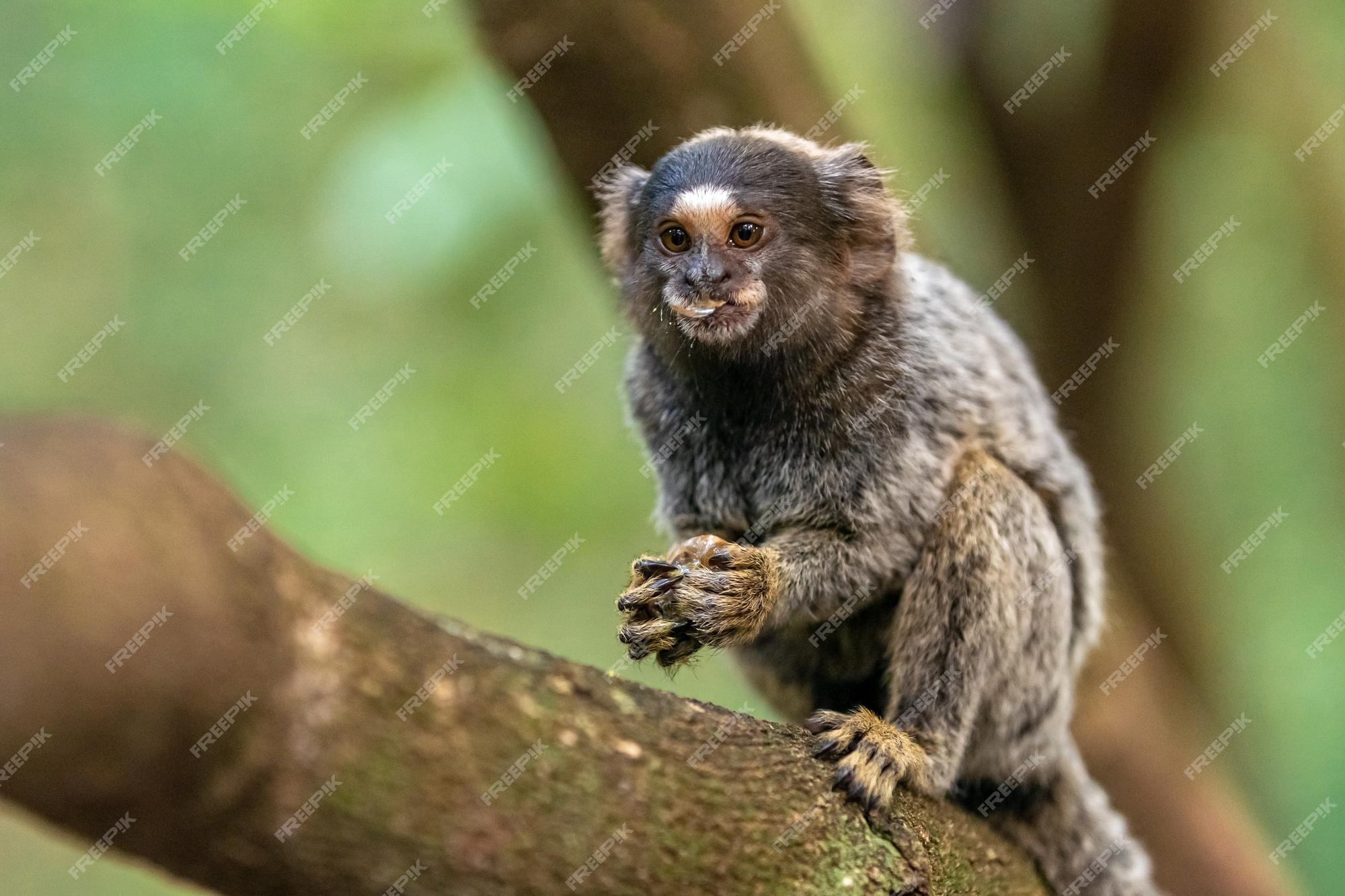 Macaco sagüi em uma árvore na natureza