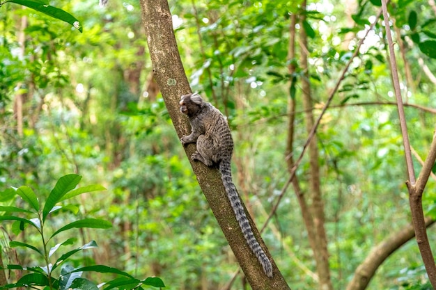 Macaco sagui brincando nos galhos das árvores