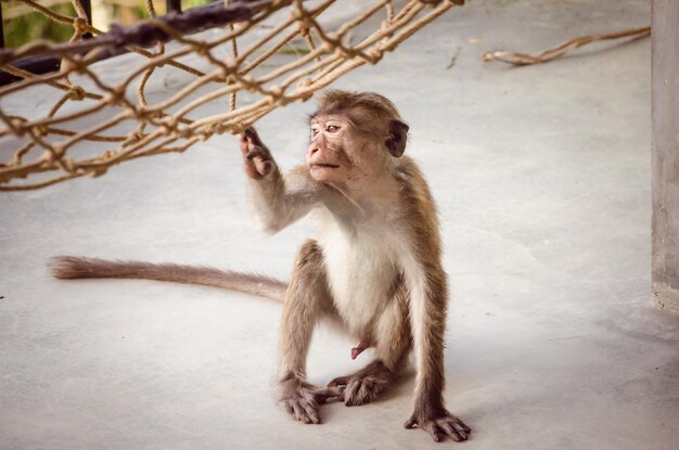 Macaco segurando a corda