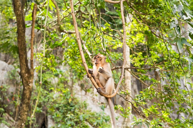 Macaco selvagem bonito