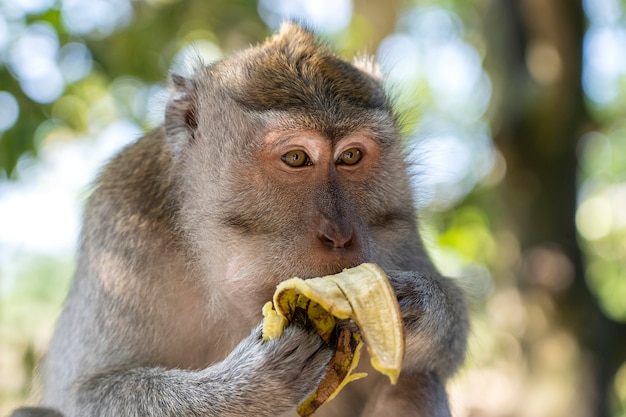 Macaco selvagem come banana na floresta sagrada de macacos em Ubud, ilha de Bali, Indonésia. Marco de viagem do parque da floresta dos macacos e local de destino turístico na Ásia, onde macacos vivem em um ambiente de vida selvagem