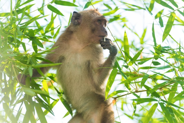 Macaco selvagem comendo folhas verdes