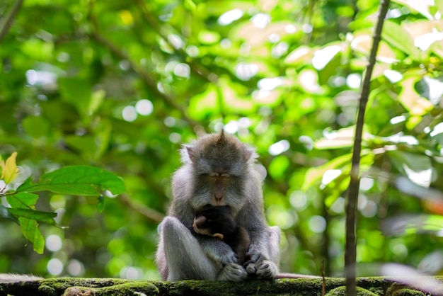 Macaco selvagem dormindo segurando seu bebê nos braços