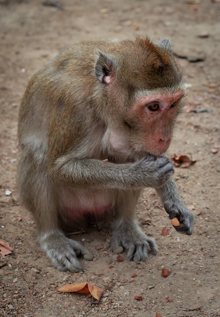 Macaco selvagem na natureza