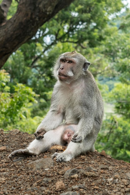 Macaco selvagem sentado calmamente no chão Detalhe