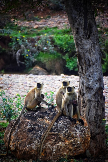 Foto macaco selvagem