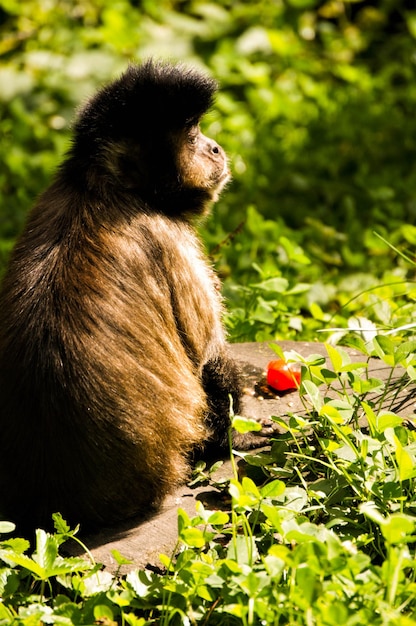 Foto macaco sentado em um campo de grama na floresta