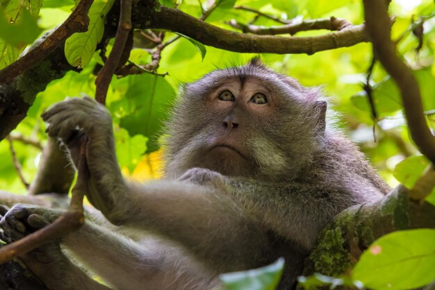 Foto macaco sentado em um galho de árvore