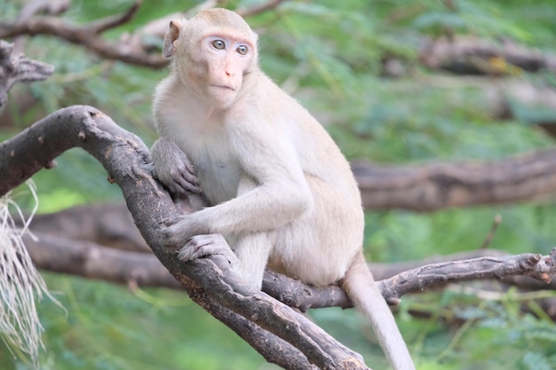 Foto macaco sentado em um galho de árvore