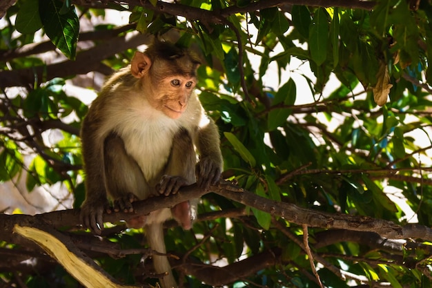 Macaco sentado em um galho