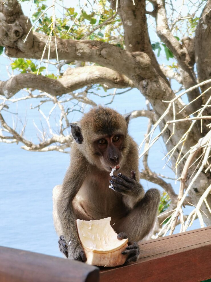 Foto macaco sentado em uma árvore em bali