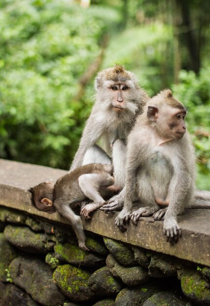 Foto macaco sentado em uma parede de pedra