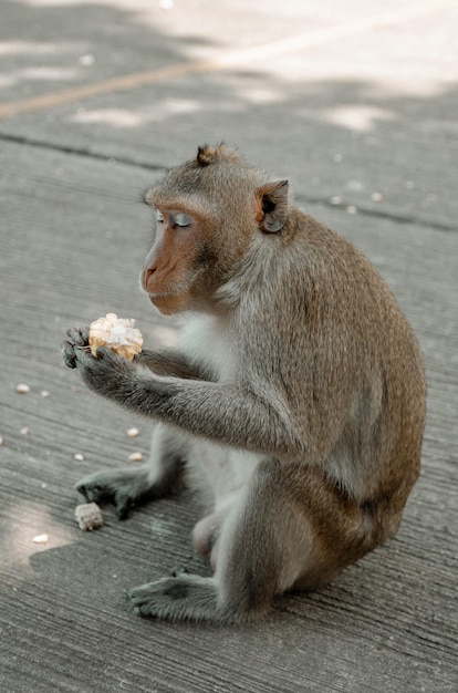 Macaco sentado em uma pedra