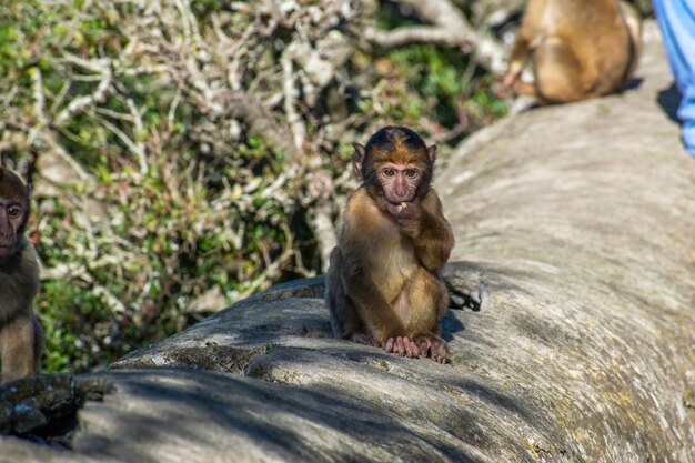 Foto macaco sentado em uma rocha