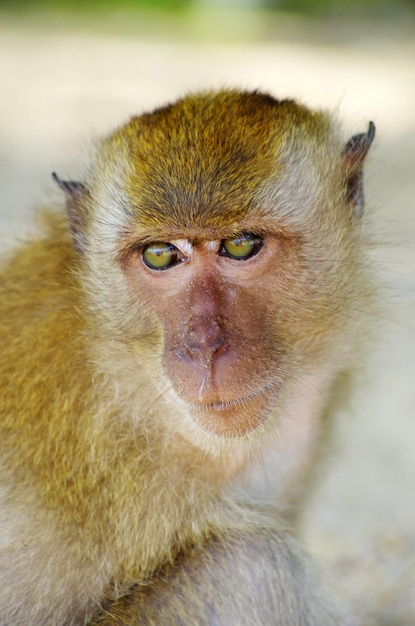 Macaco sentado na árvore