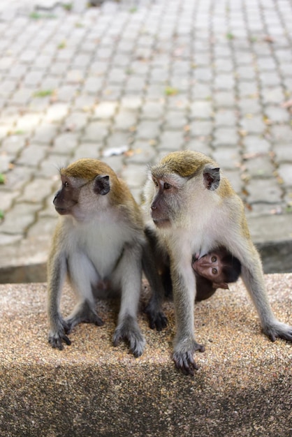 Foto macaco sentado na calçada