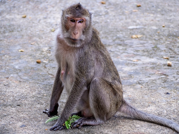 Macaco sentado na estrada de cimento parece pensativo