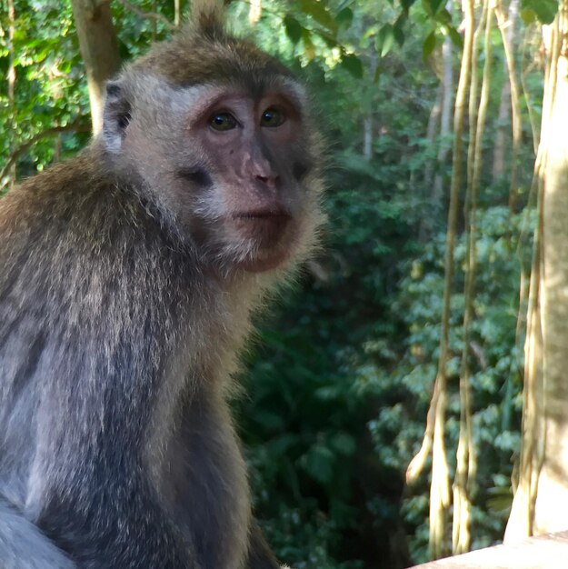 Macaco sentado na floresta