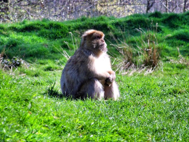 Macaco sentado no campo