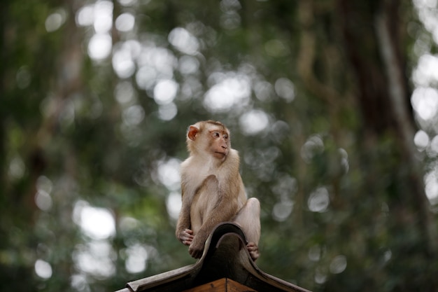 Foto macaco sentado no telhado