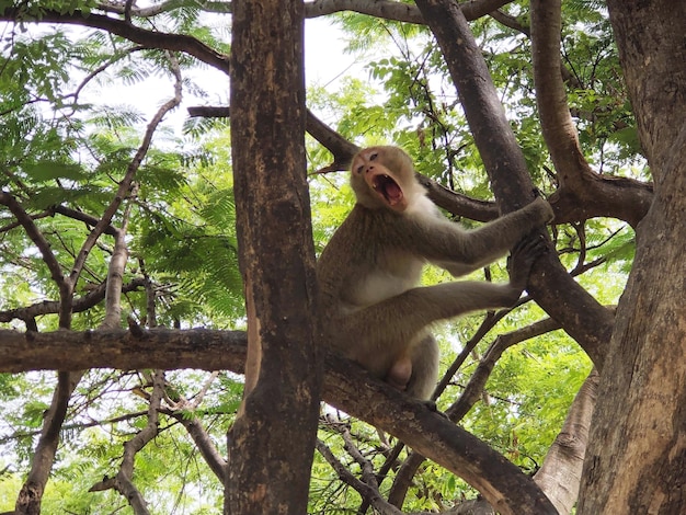 Macaco sentado no tronco da árvore