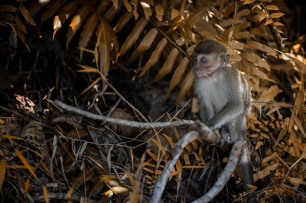 Foto macaco sentado num galho