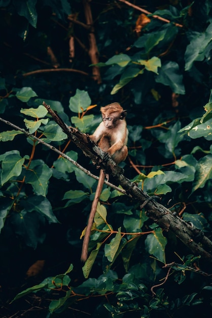 Foto macaco sentado numa árvore.