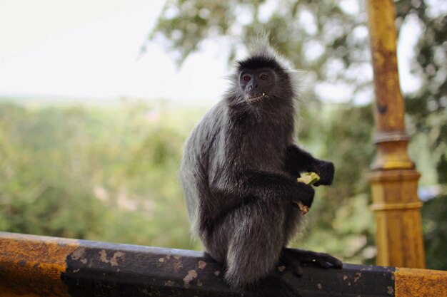 Foto macaco sentado numa árvore.