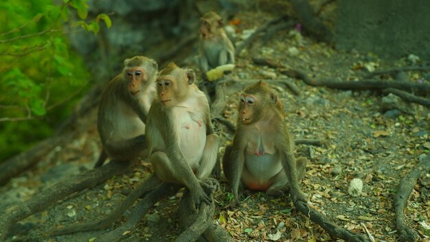 Macaco sentado numa árvore.