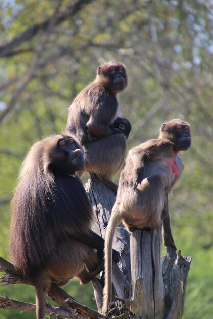 Foto macaco sentado numa árvore