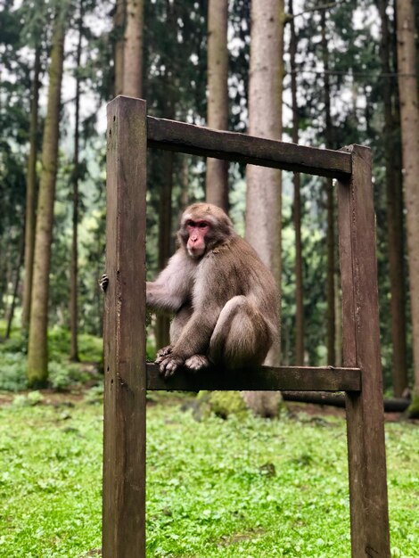 Foto macaco sentado numa floresta