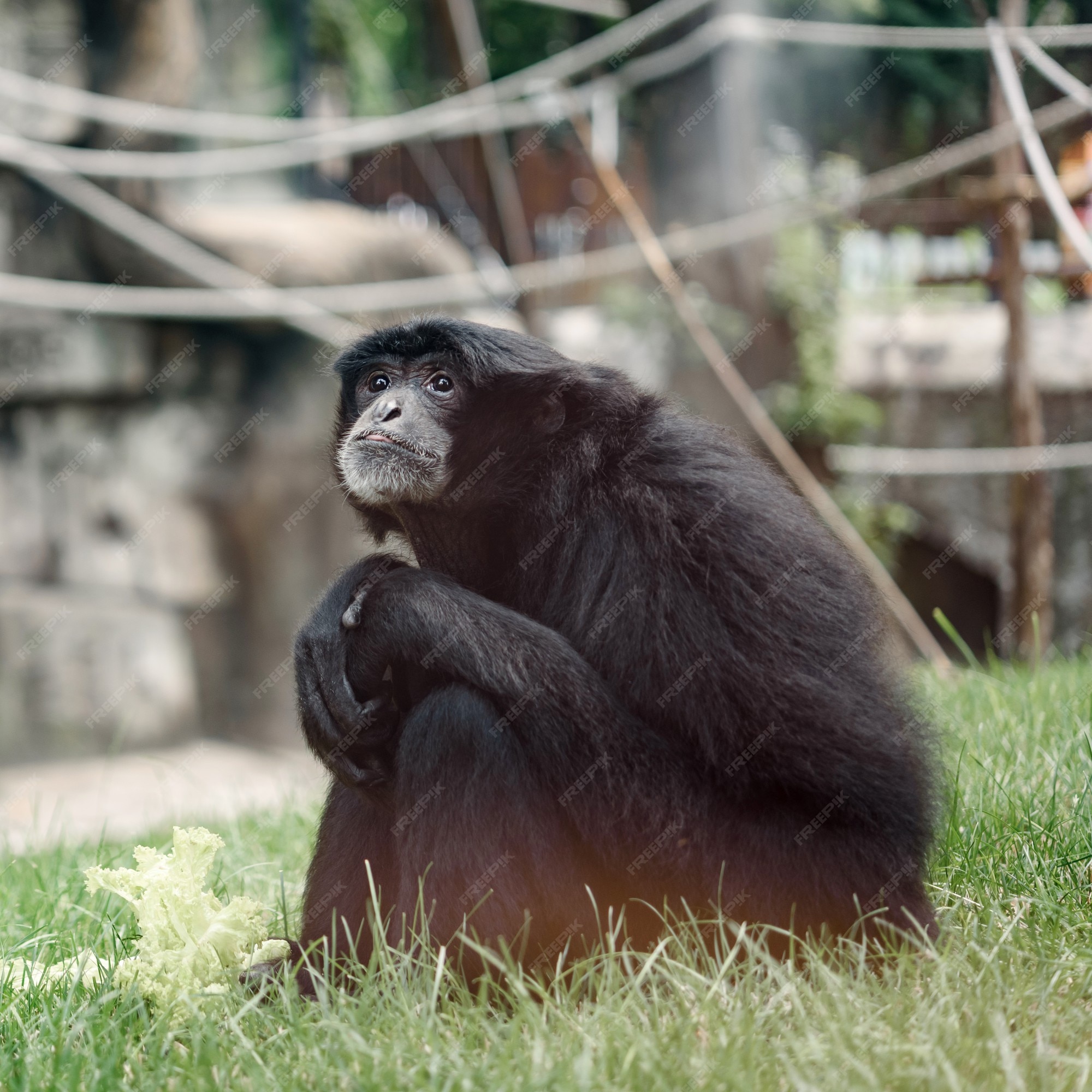 Foto Macaco branco e preto na grama verde durante o dia – Imagem