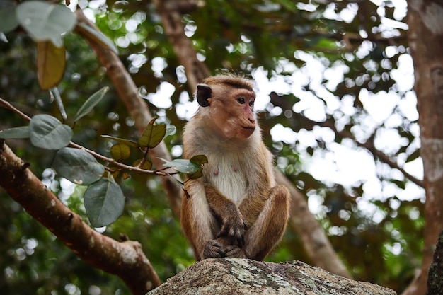 Macaco solitário, ceilão, macaque, ligado, a, rocha