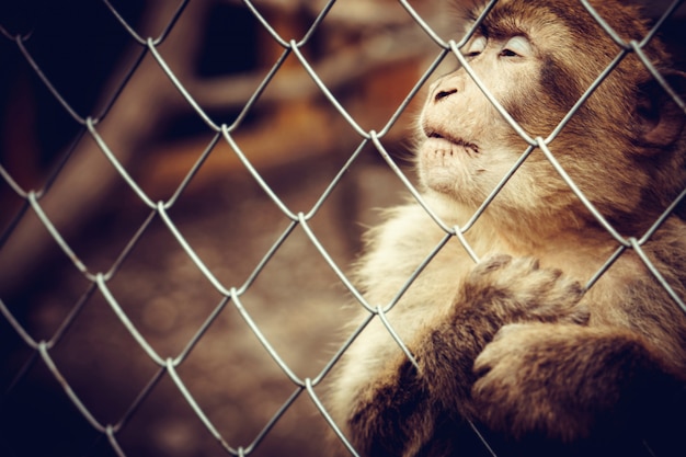 Macaco solitário sentado atrás da gaiola no zoológico