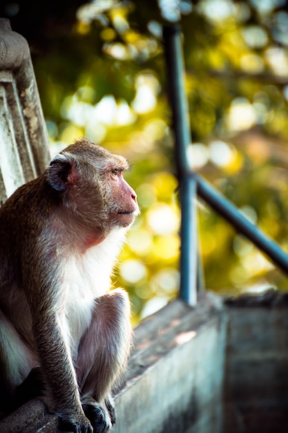 Foto macaco sozinho na cidade do meio