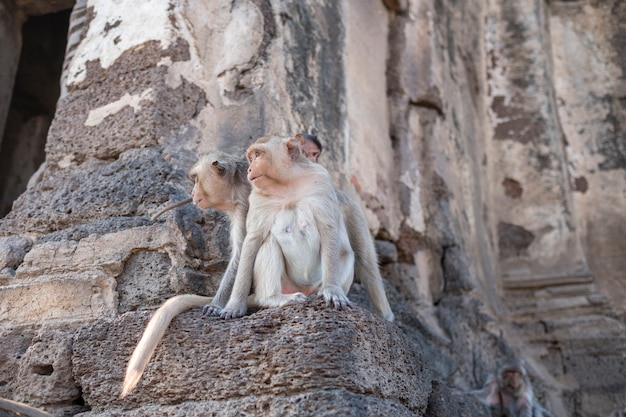 Macaco subindo no antigo castelo