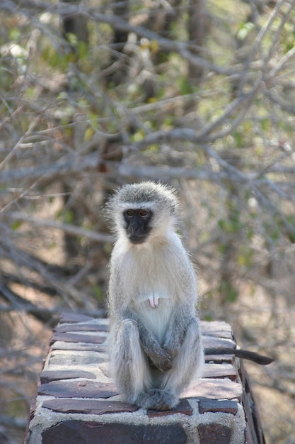 Macaco sul-africano sentado em uma parede