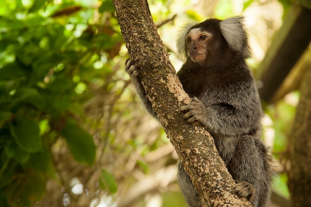 Macaco tamarindo em uma árvore na floresta