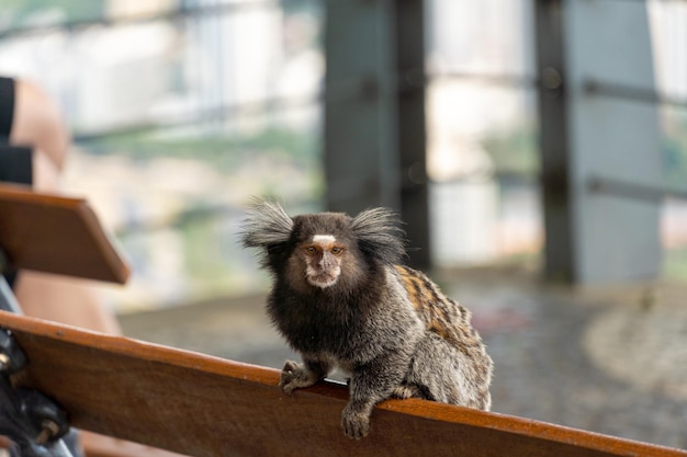 Macaco titi brasileiro callithrix jacchus natural do rio de