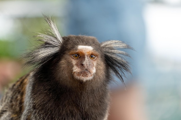 Macaco sagui em estado selvagem no rio de janeiro brasil