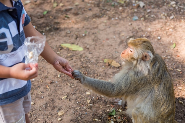 Foto macaco tomando comida do tipo de mão de menino