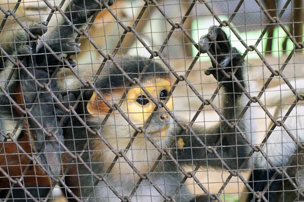 Macaco triste em uma gaiola