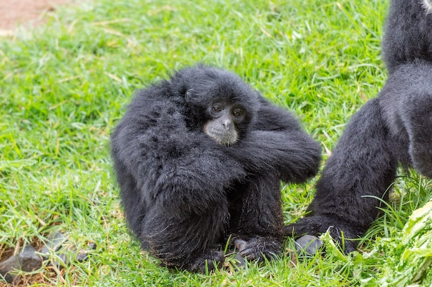 Macaco triste sentado na grama verde