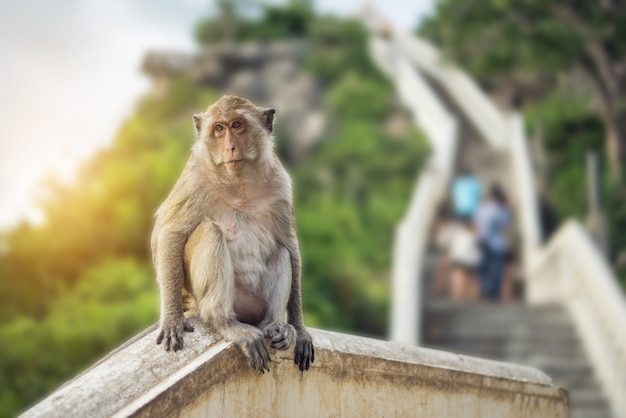 Macaco velho sentado na varanda com fundo de montanha