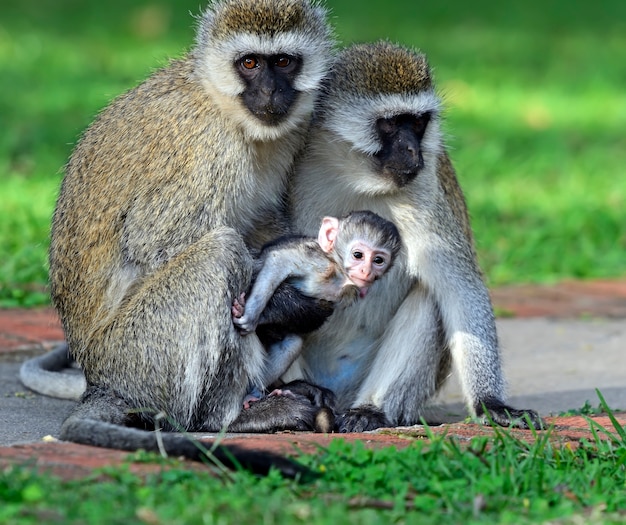 Macaco verervet (Chlorocebus pygerythrus) em uma reserva natural na África do Sul