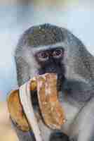 Foto macaco vervet comendo uma bananaparque nacional krugeráfrica do sul